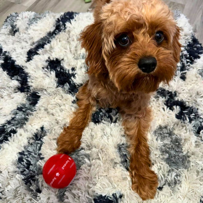 🌟Sonderverkauf -50 % RABATT auf den Chewie Viral Bouncing Ball🐶 