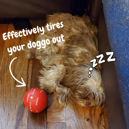 🌟Sonderverkauf -50 % RABATT auf den Chewie Viral Bouncing Ball🐶 