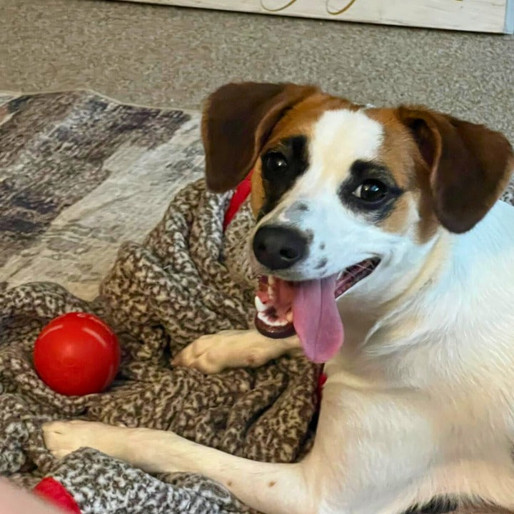 🌟Sonderverkauf -50 % RABATT auf den Chewie Viral Bouncing Ball🐶 