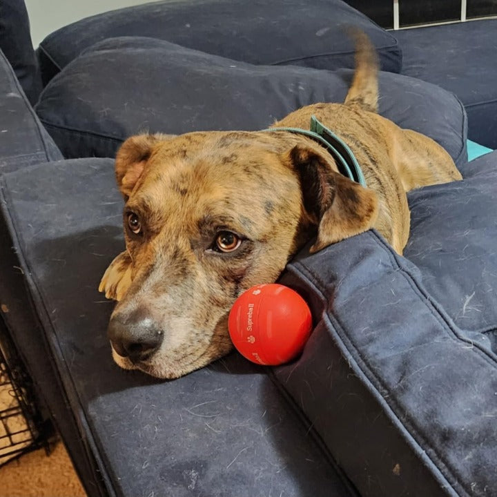 🌟Sonderverkauf -50 % RABATT auf den Chewie Viral Bouncing Ball🐶 