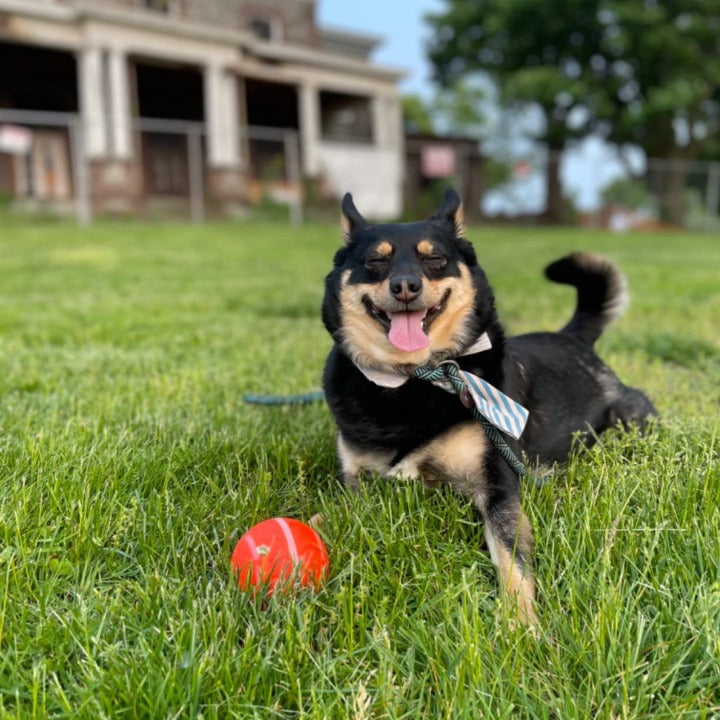 🌟Sonderverkauf -50 % RABATT auf den Chewie Viral Bouncing Ball🐶 